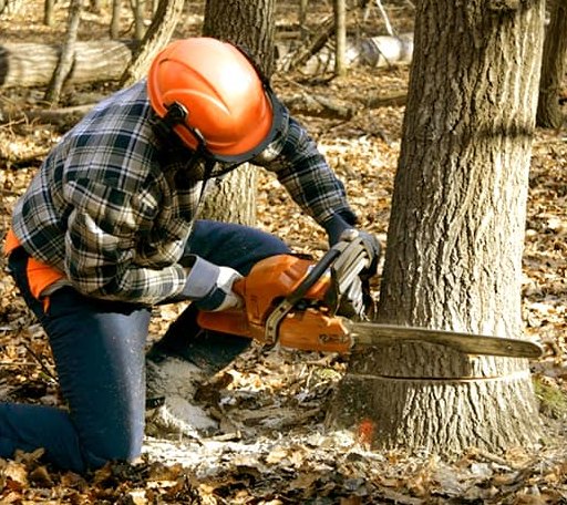 Tree Removal in Watts, OK